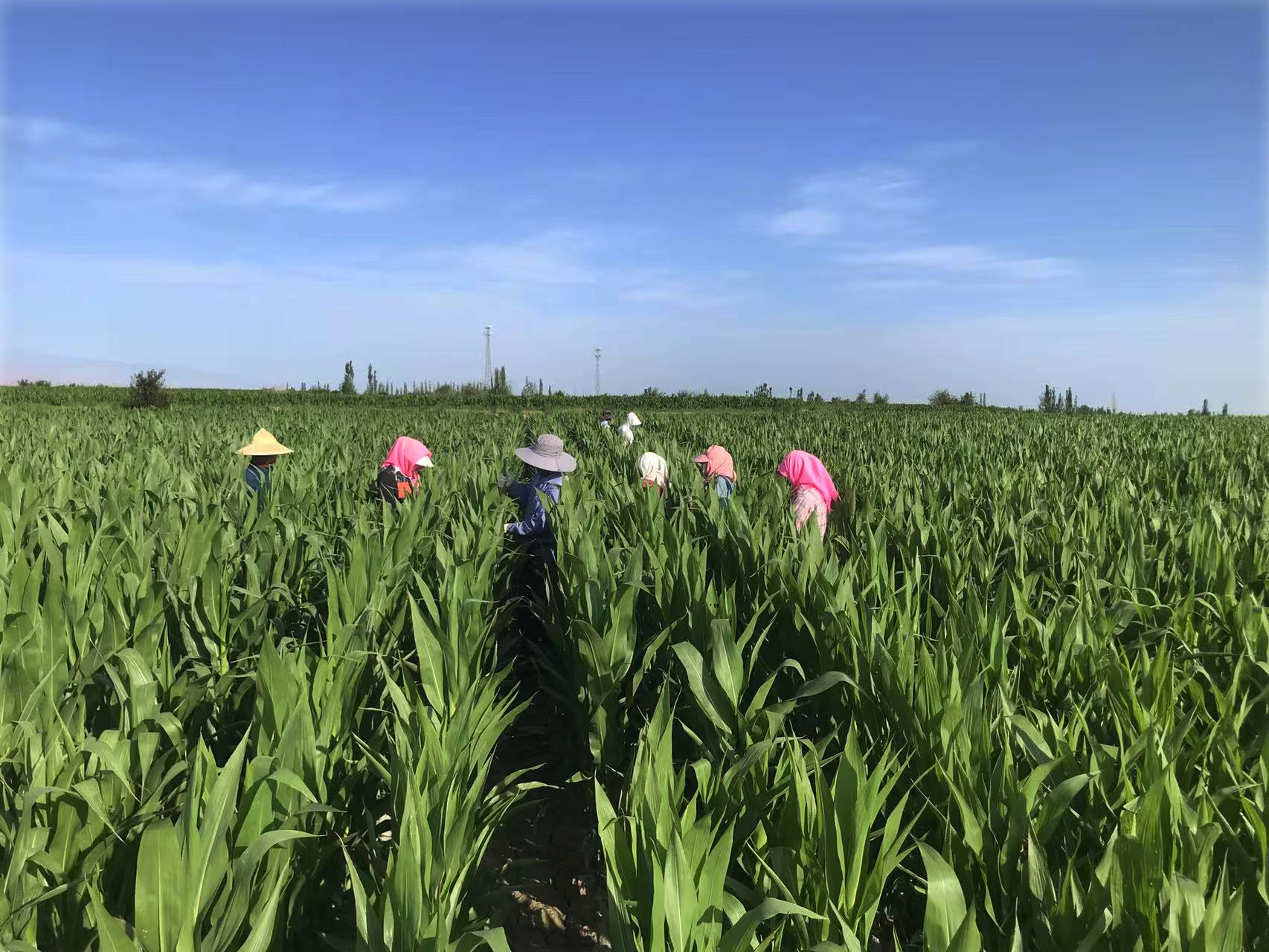 守護(hù)種子“純度生命線” | 敦煌種業(yè)高質(zhì)量推進(jìn)玉米去雄工作